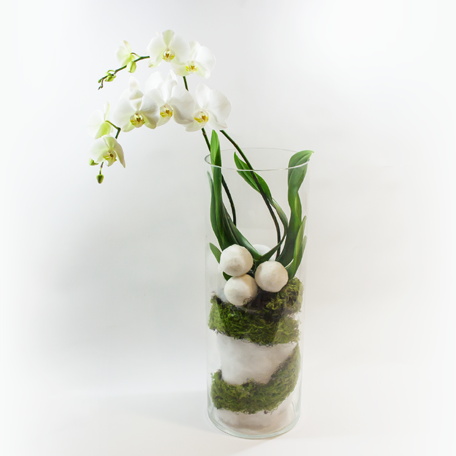 Produto: Orquídeas em tempo frio